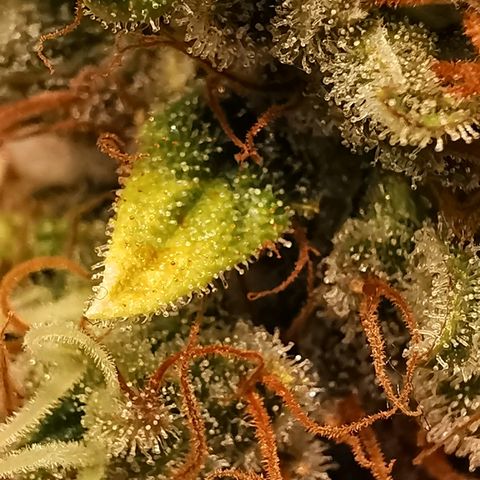 Red Purps #1 growlog timeline photo