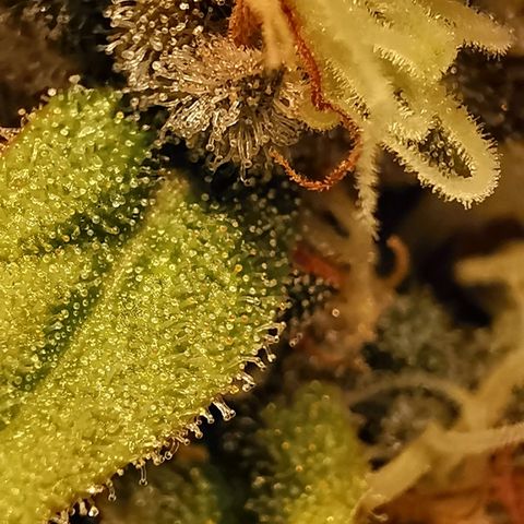 Red Purps #1 growlog timeline photo