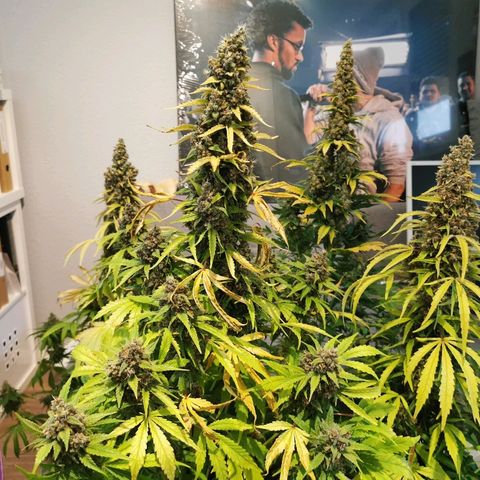 Red Purps #1 growlog timeline photo