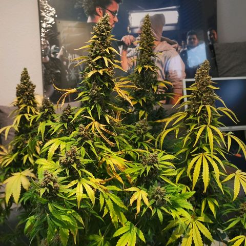 Red Purps #1 growlog timeline photo