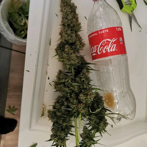 Red Purps #1 growlog timeline photo