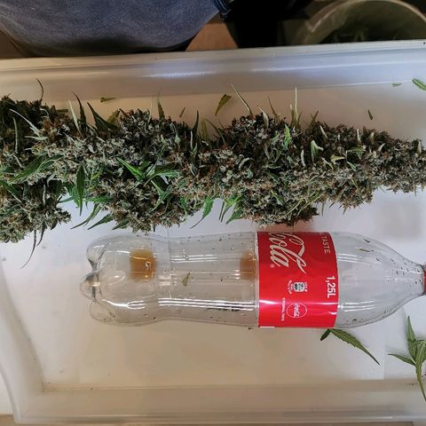 Red Purps #1 growlog timeline photo