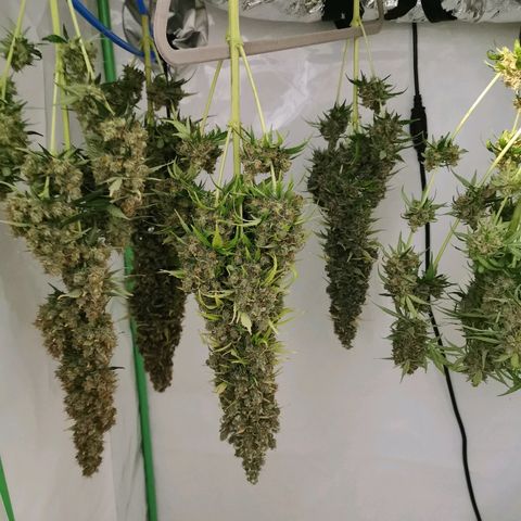 Red Purps #1 growlog timeline photo