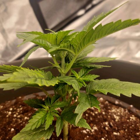 El Patron growlog timeline photo