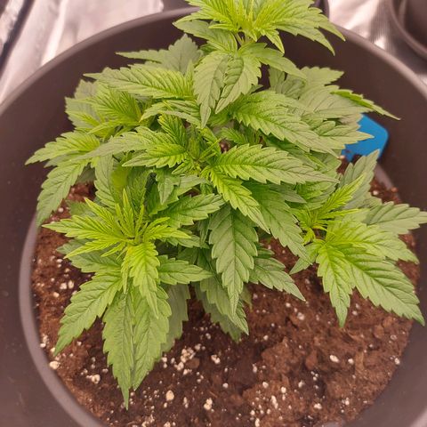 El Patron growlog timeline photo
