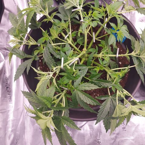 El Patron growlog timeline photo