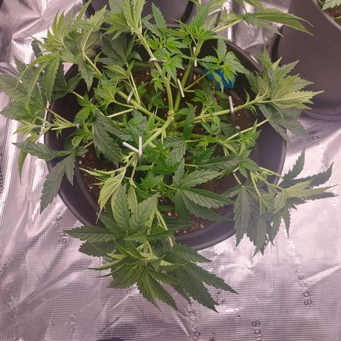 El Patron growlog timeline photo
