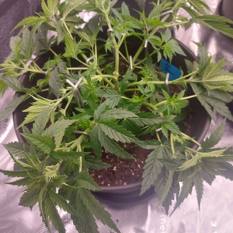 El Patron growlog timeline photo