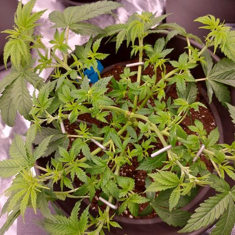 El Patron growlog photo: Störende Blätter entfernt 