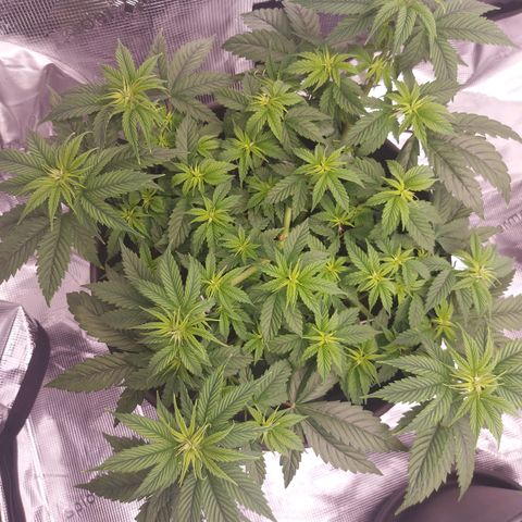 El Patron growlog timeline photo