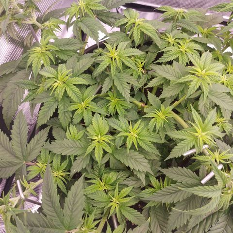 El Patron growlog timeline photo