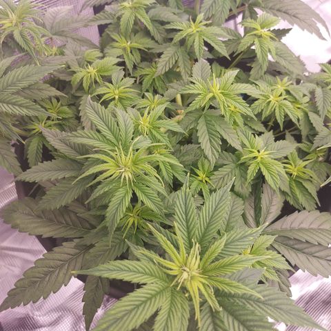 El Patron growlog timeline photo