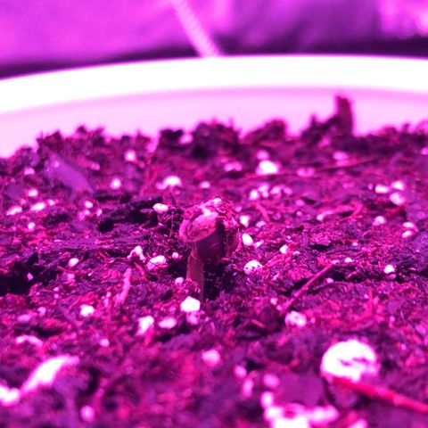 Morada growlog photo: First day out of the ground.