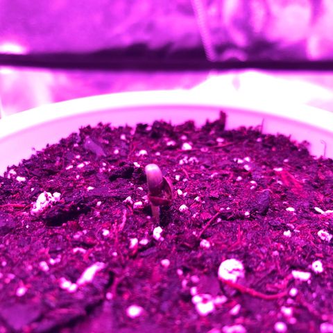 Morada growlog photo: 7:05 AM