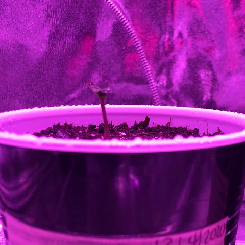 Morada growlog photo: 12:00 PM