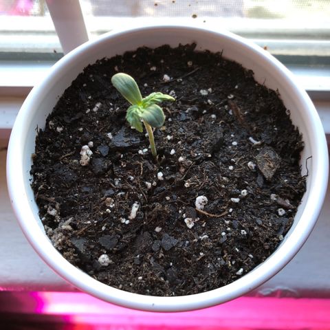Morada growlog photo: 12:39 PM