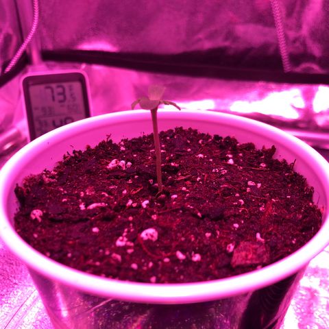 Morada growlog photo: 12:39 PM