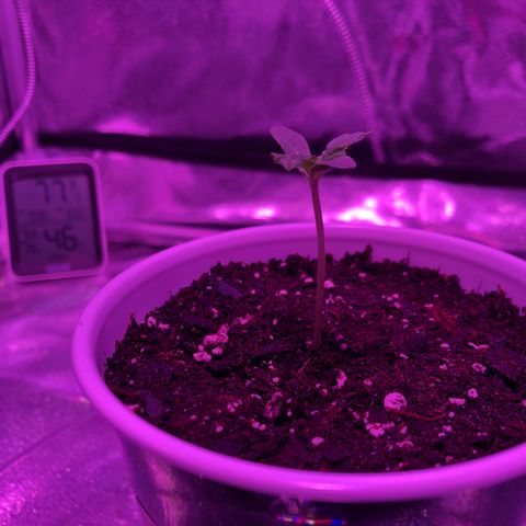 Morada growlog photo: 8:14 PM