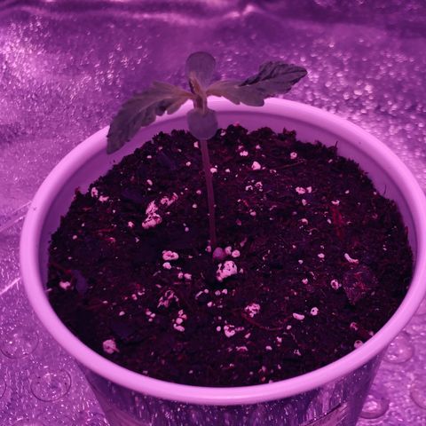 Morada growlog photo: 10:52 AM