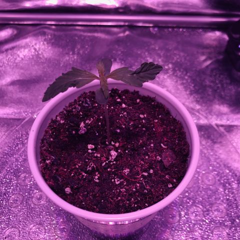 Morada growlog photo: 8:40 AM