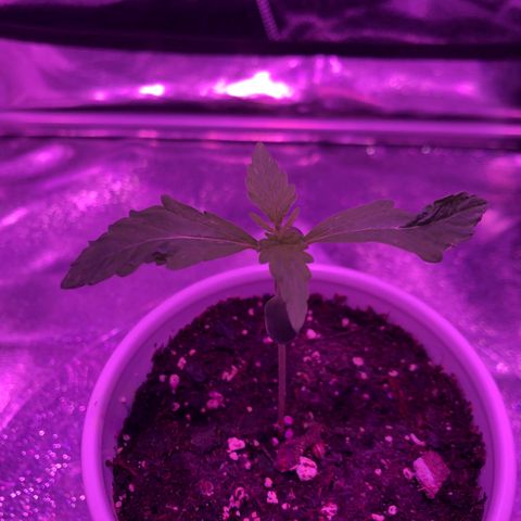 Morada growlog photo: 9:24 PM