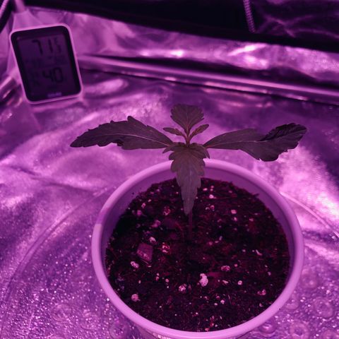 Morada growlog photo: 9:56 PM