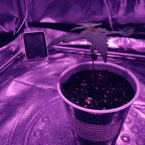 Morada growlog photo: 1:18 PM