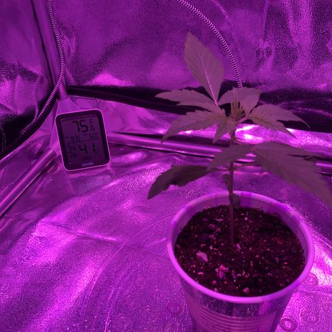 Morada growlog photo: 6:52 PM