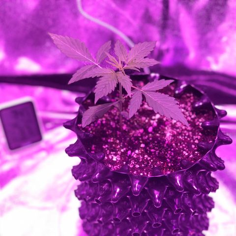 Morada growlog photo: 3:30 PM