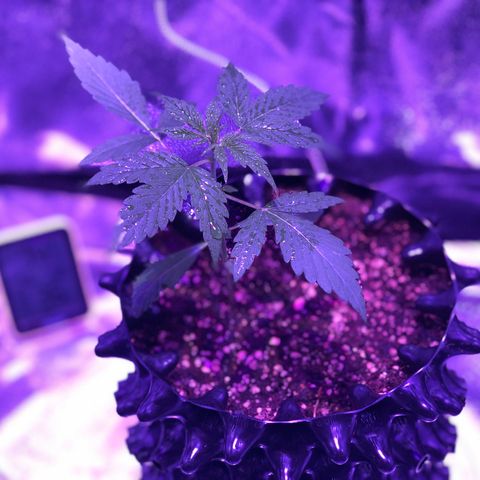 Morada growlog timeline photo