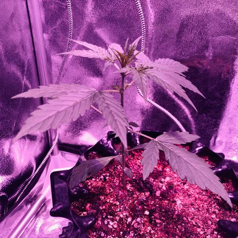 Morada growlog photo: 10:54 PM