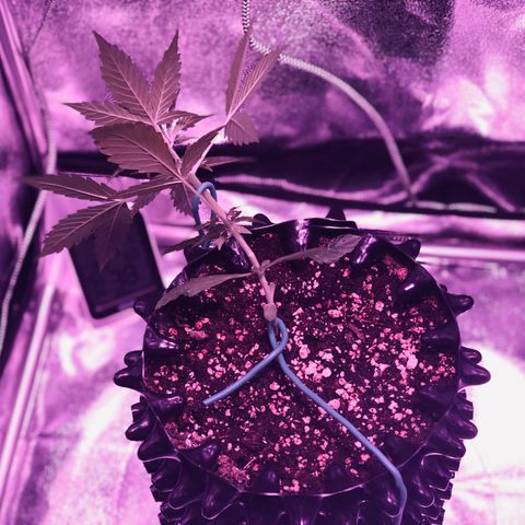 Morada growlog timeline photo