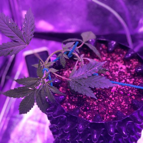 Morada growlog photo: 11:14 AM
