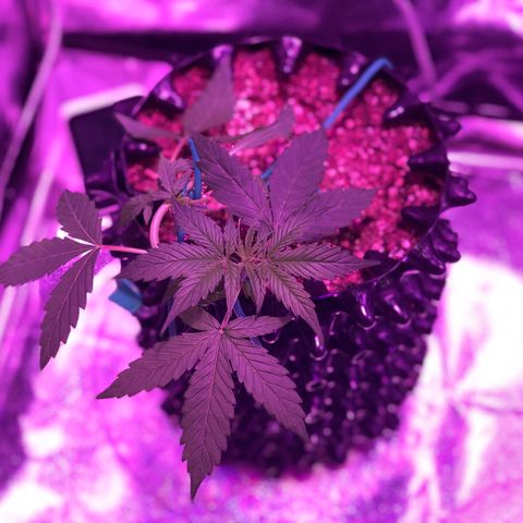 Morada growlog photo: 10:10 AM