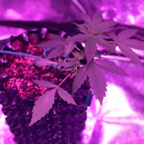 Morada growlog photo: 3:33 PM