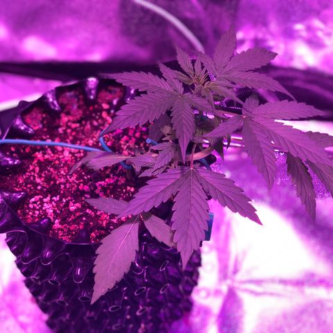 Morada growlog photo: 2:44 PM