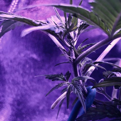 Morada growlog photo: Started pre-flower