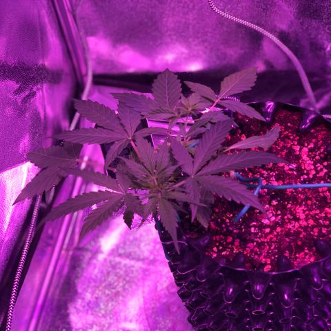Morada growlog photo: 1:48 PM