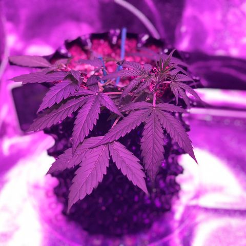 Morada growlog photo: 9:30 PM
