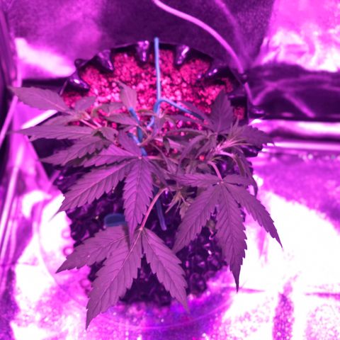 Morada growlog photo: LST (3)