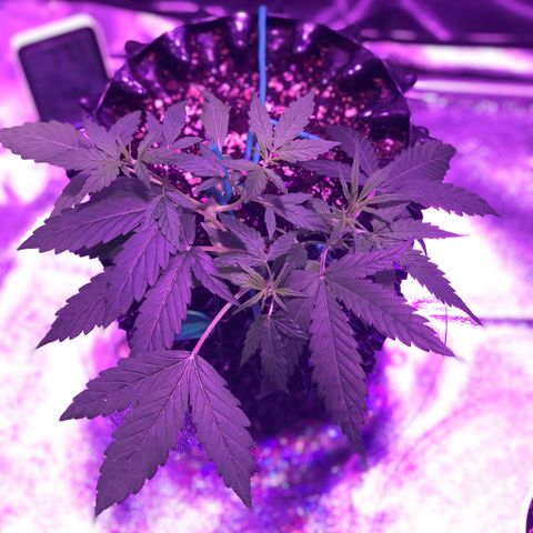 Morada growlog photo: 1:17 PM