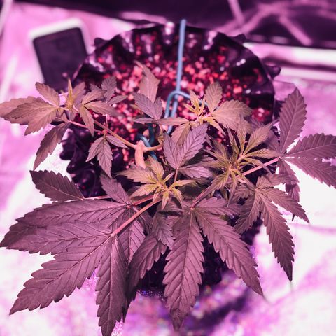 Morada growlog photo: 11:17 AM