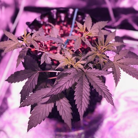 Morada growlog photo: 8:56 AM