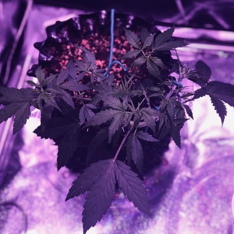 Morada growlog photo: 10:00 AM