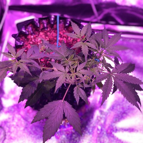 Morada growlog photo: 10:08 AM