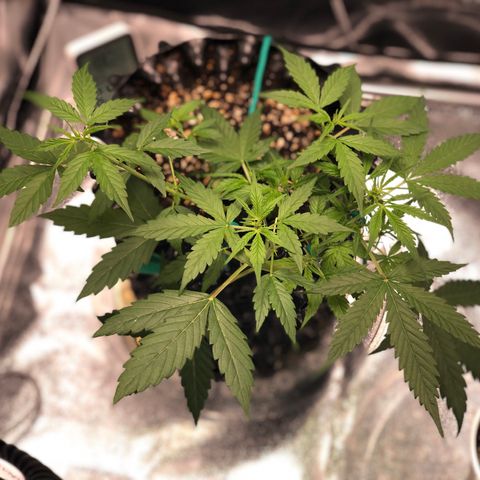 Morada growlog photo: 4:19 PM