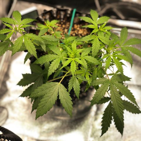 Morada growlog photo: 12:01 PM