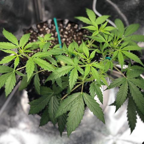 Morada growlog photo: Defoliation 4:40 PM