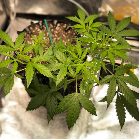 Morada growlog photo: 8:27 AM