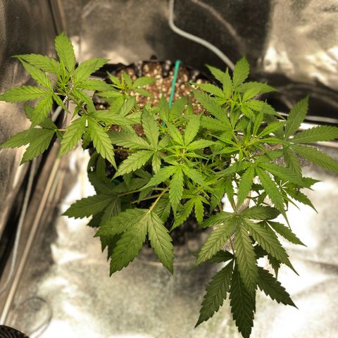 Morada growlog photo: 11:59 AM